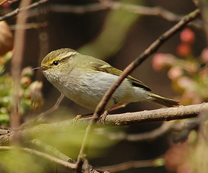 Дуучшувуу (Жирхэн дуучшувуу)